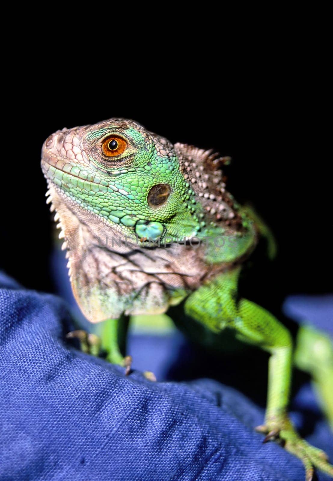 green iguana, Iguana iguana