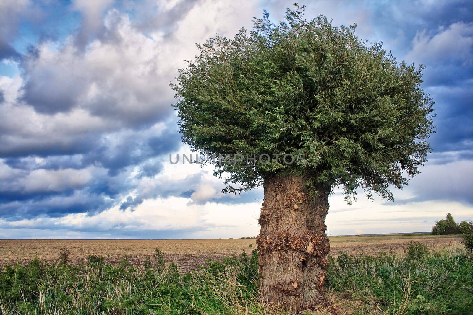 Willow - Wustrow - Fischland-Darss peninsula