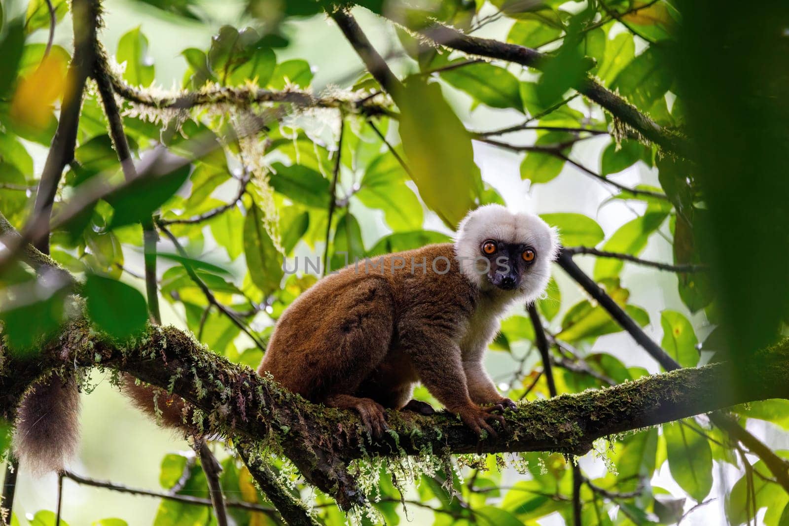 Endemic white-headed lemur (Eulemur albifrons) on branch in Madagascar wilderness. Masoala forest reserve. Madagascar wildlife