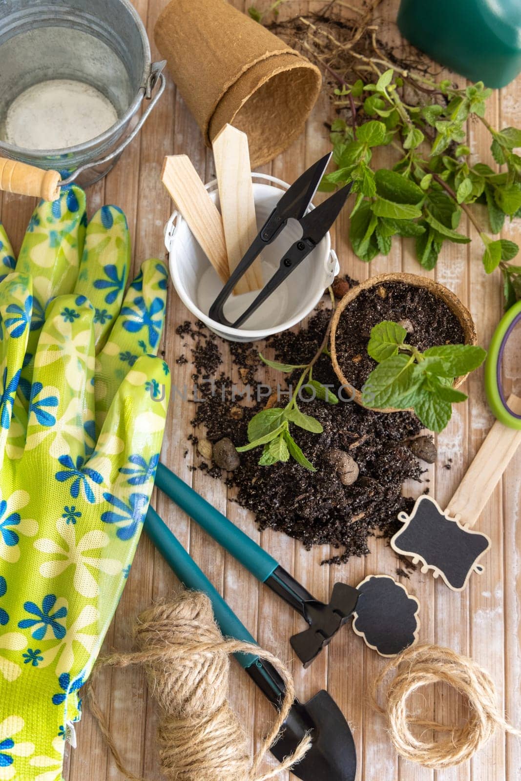 Herbs seedlings growing in a biodegradable pots near garden tools on wooden table. Indoor gardening, Homegrown plants, germinating herb seeds, top view