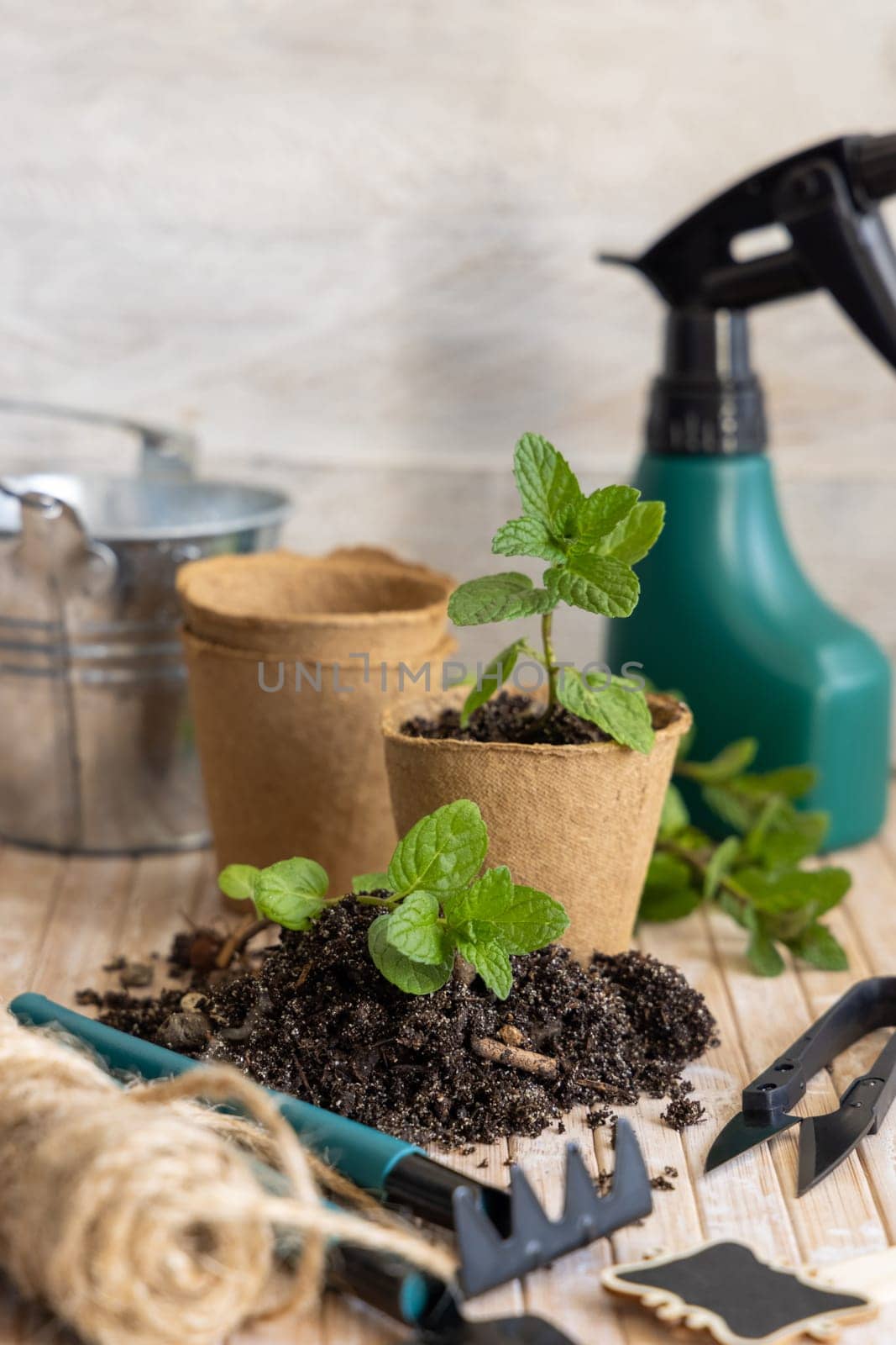 Herbs seedlings growing in a biodegradable pots near garden tools on wooden table. Indoor gardening, Homegrown plants, germinating herb seeds, close up