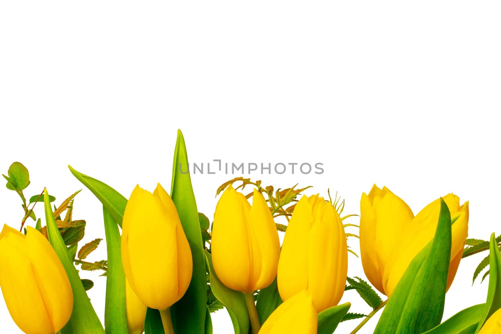 Flowers background. A bunch of yellow fresh beautiful tulips bouquet isolated on a white background. Macro. Card design. Hello Spring. Greetings for birthday or other fesrtivals.