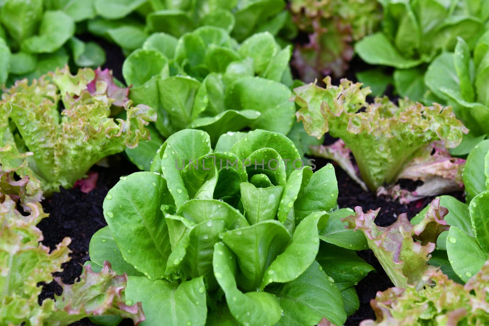 healthy salad in the cold frame