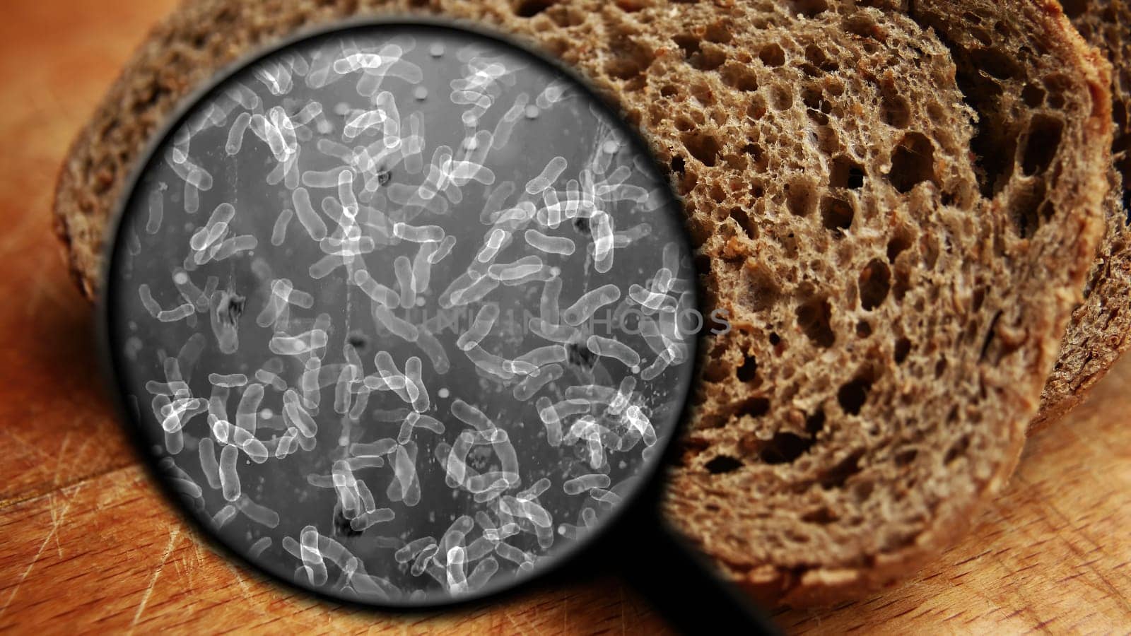 Searching for bacteria in bread,Searching for bacteria in bread