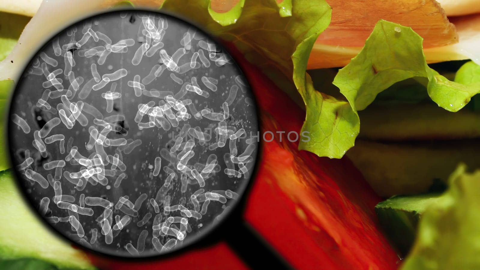 Searching For Bacteria In food,Searching For Bacteria In food