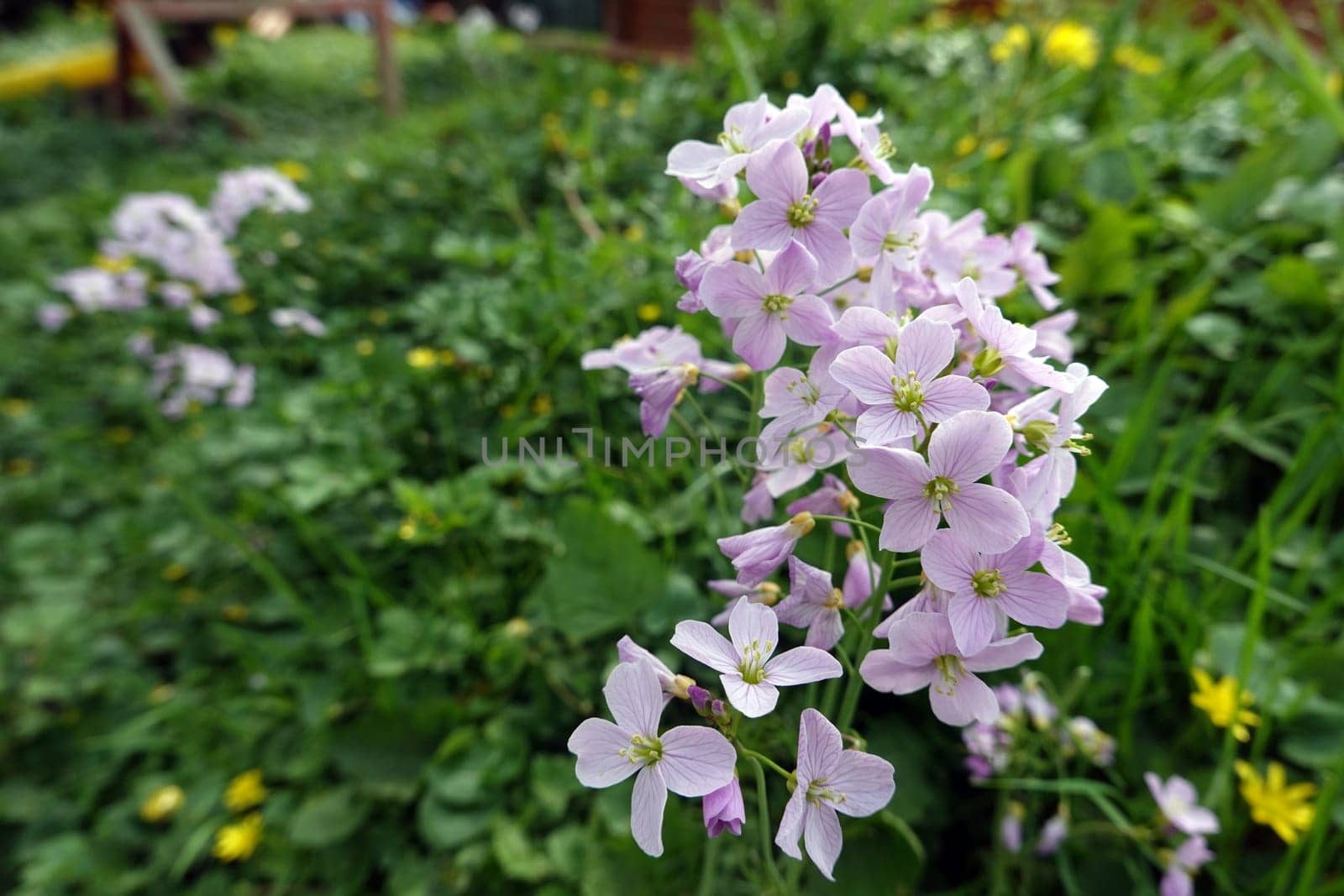 Wiesenschaumkraut, Wiesen-Schaumkraut (Cardamine pratensis), Blütenstand