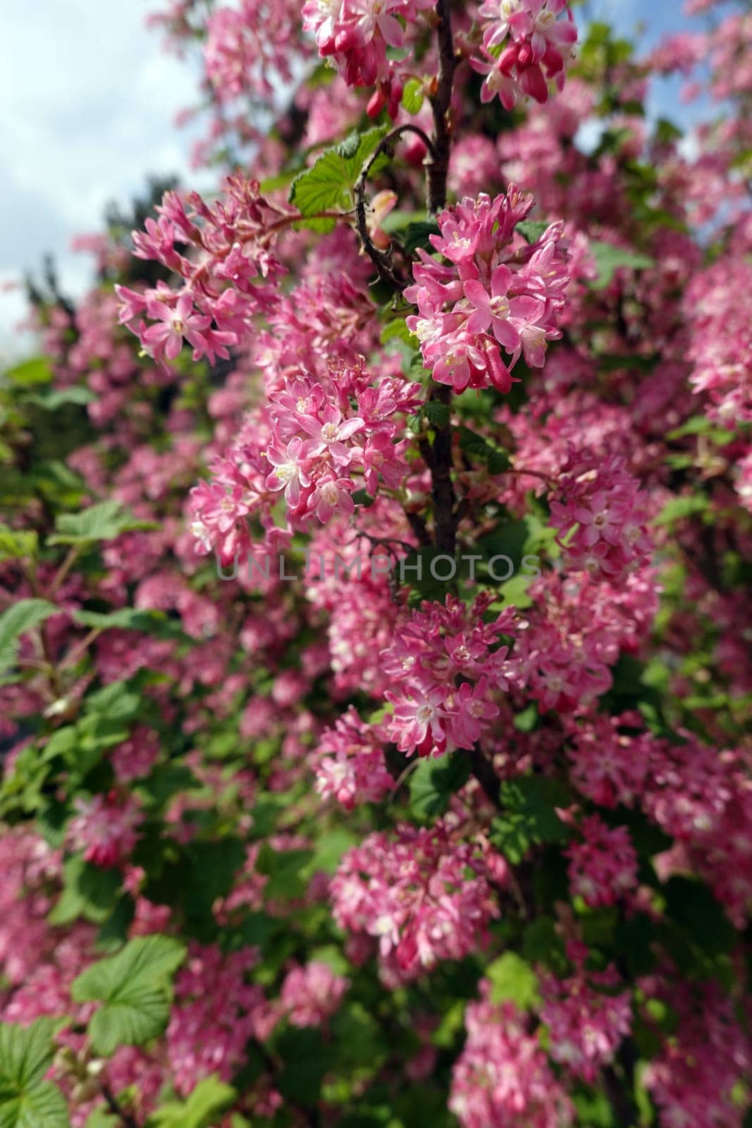 Blut-Johannisbeere, Blutjohannisbeere (Ribes sanguineum) - blühender Strauch