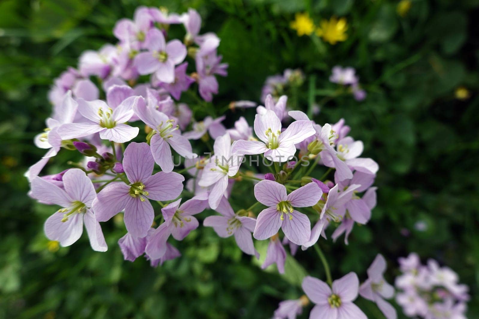 Wiesenschaumkraut, Wiesen-Schaumkraut (Cardamine pratensis), Blütenstand