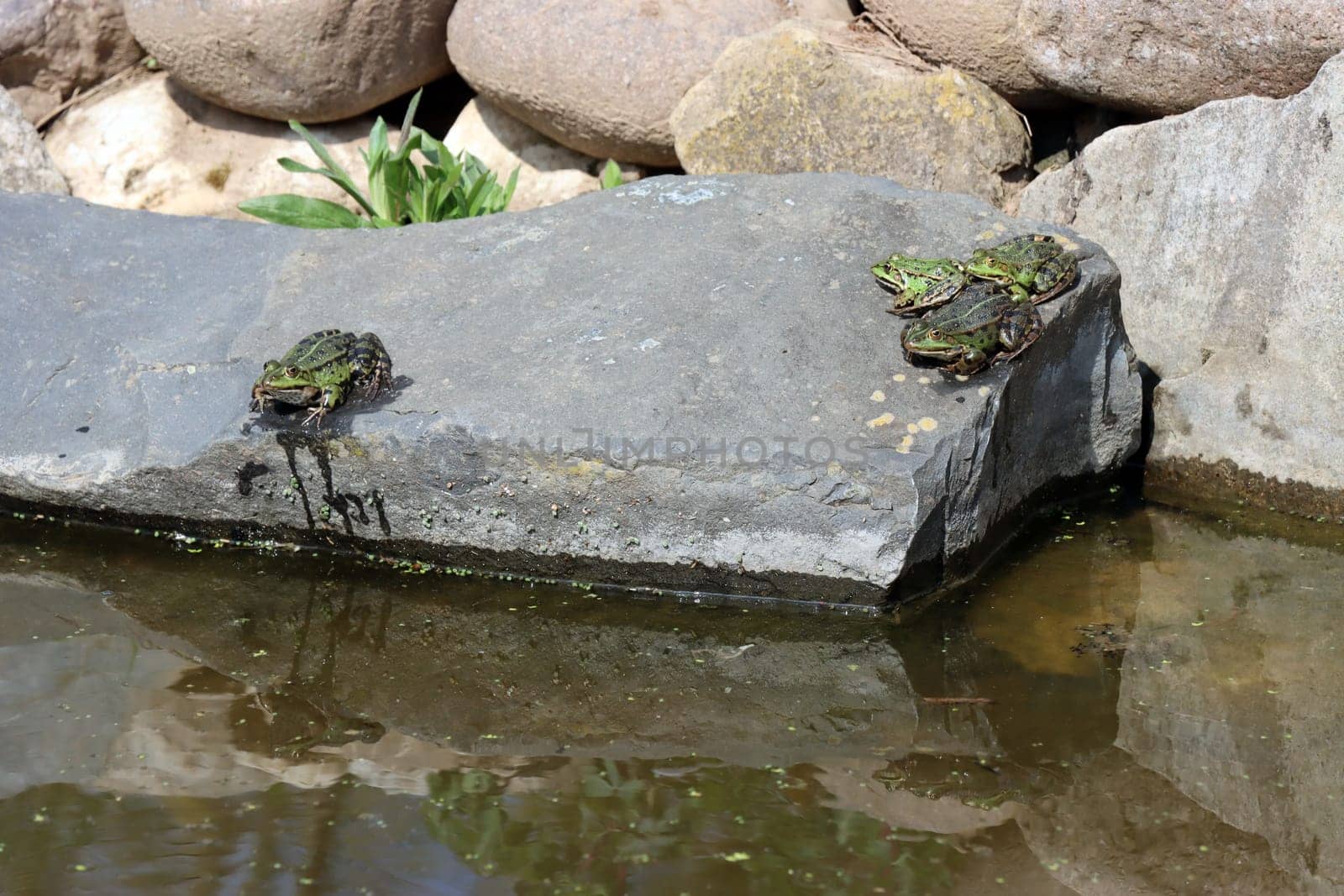 grüner Teichfrosch (Pelophylax esculentus, Rana esculenta) geniesst die Sonne am Gartenteich