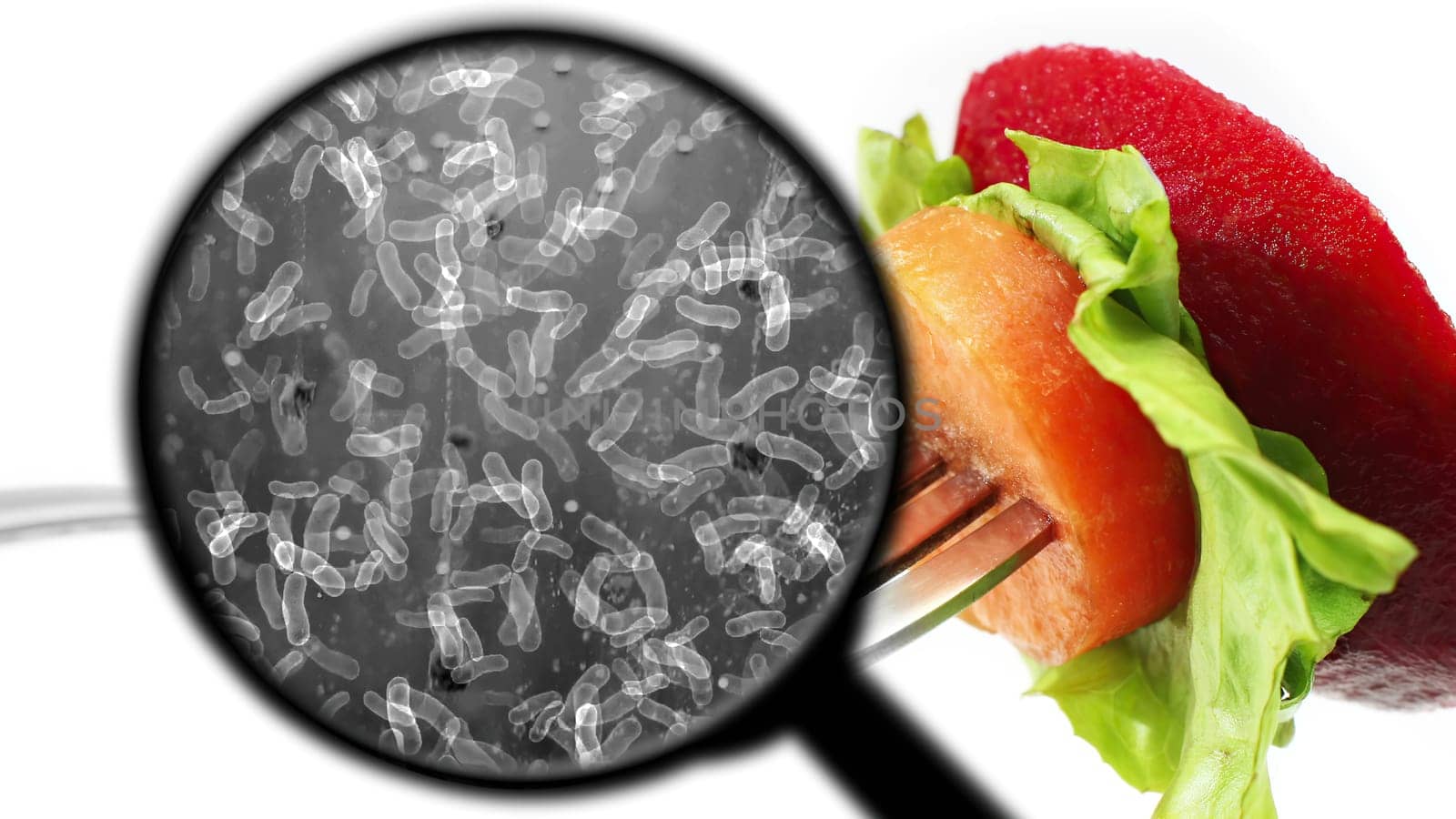 Searching for bacteria in vegetables,Searching for bacteria in vegetables