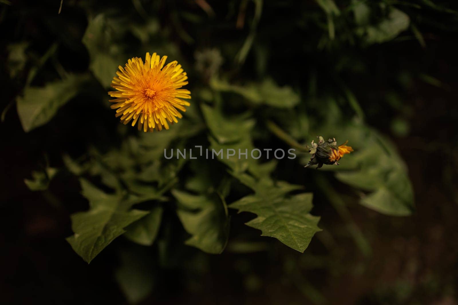 Dandelion Flower with fresh leaves from above
