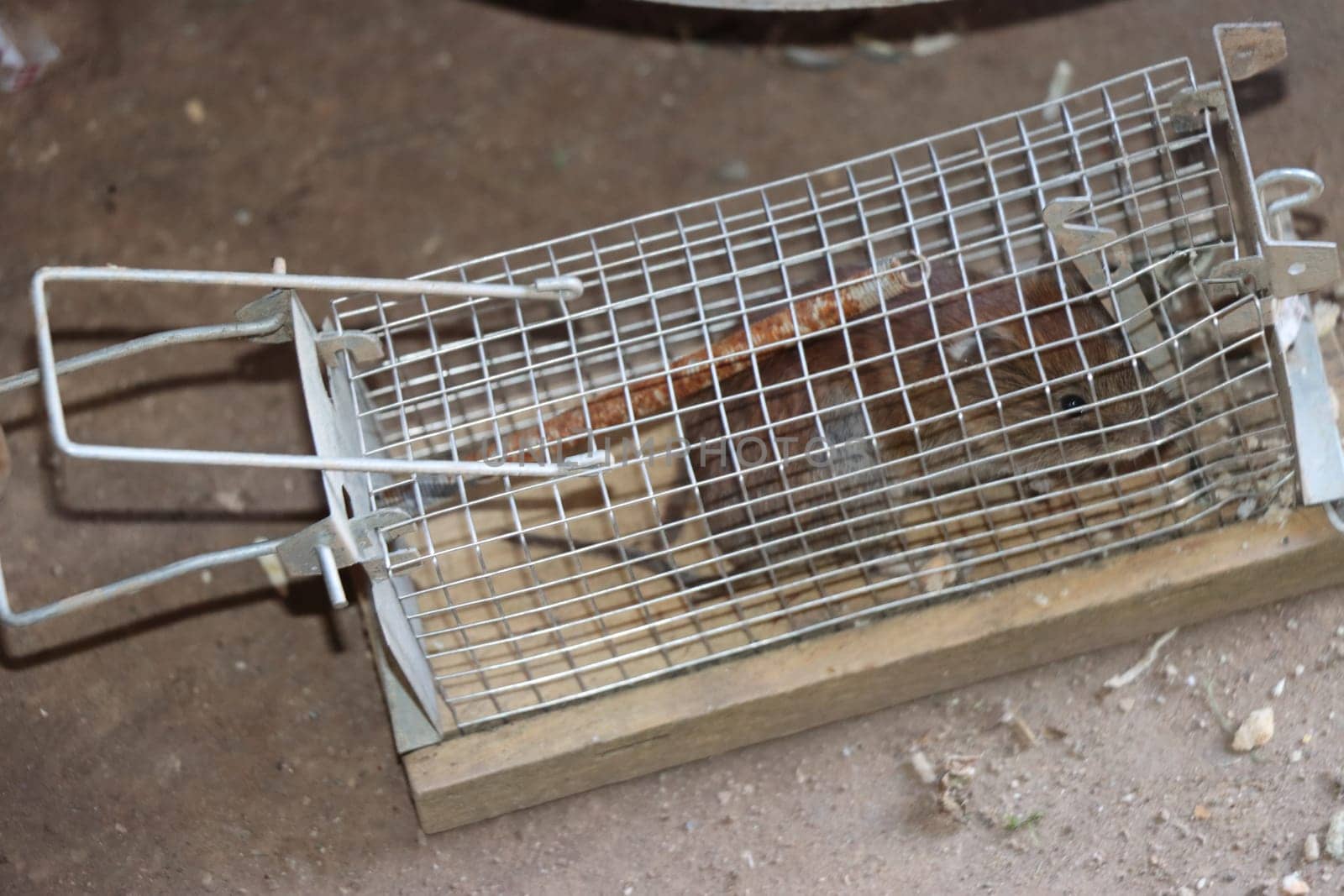 Hausmaus (Mus musculus) - gefangen in einer Lebendfalle