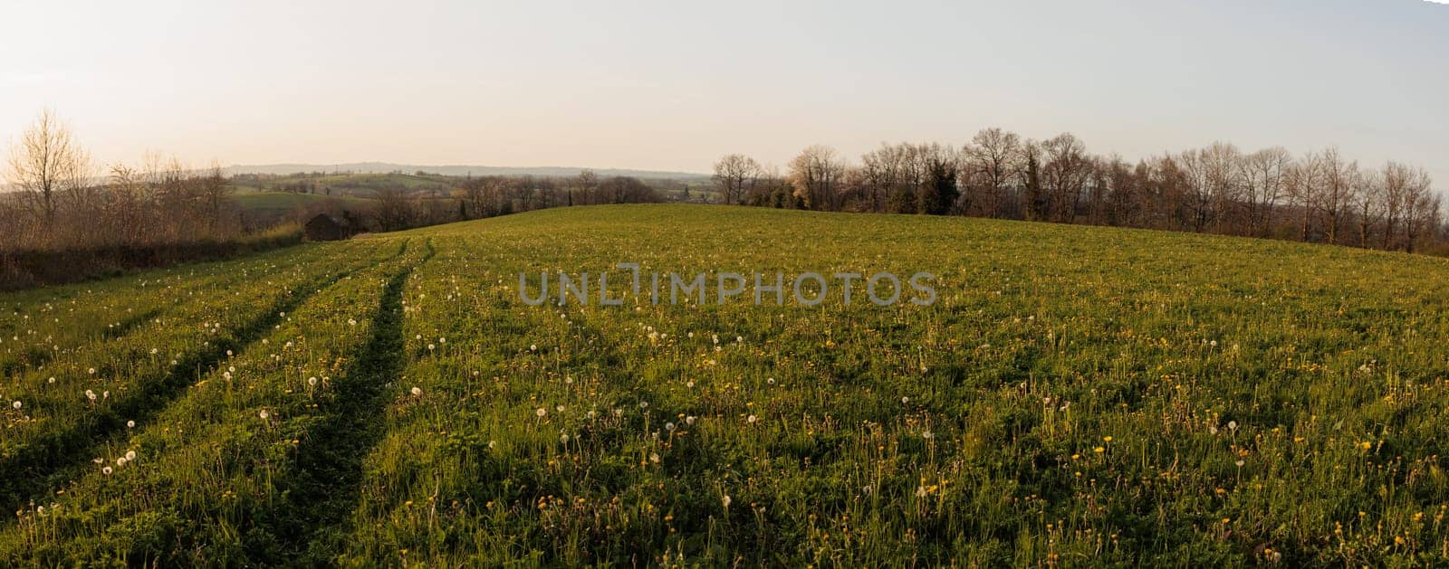 Green field country side at sunset panorama
