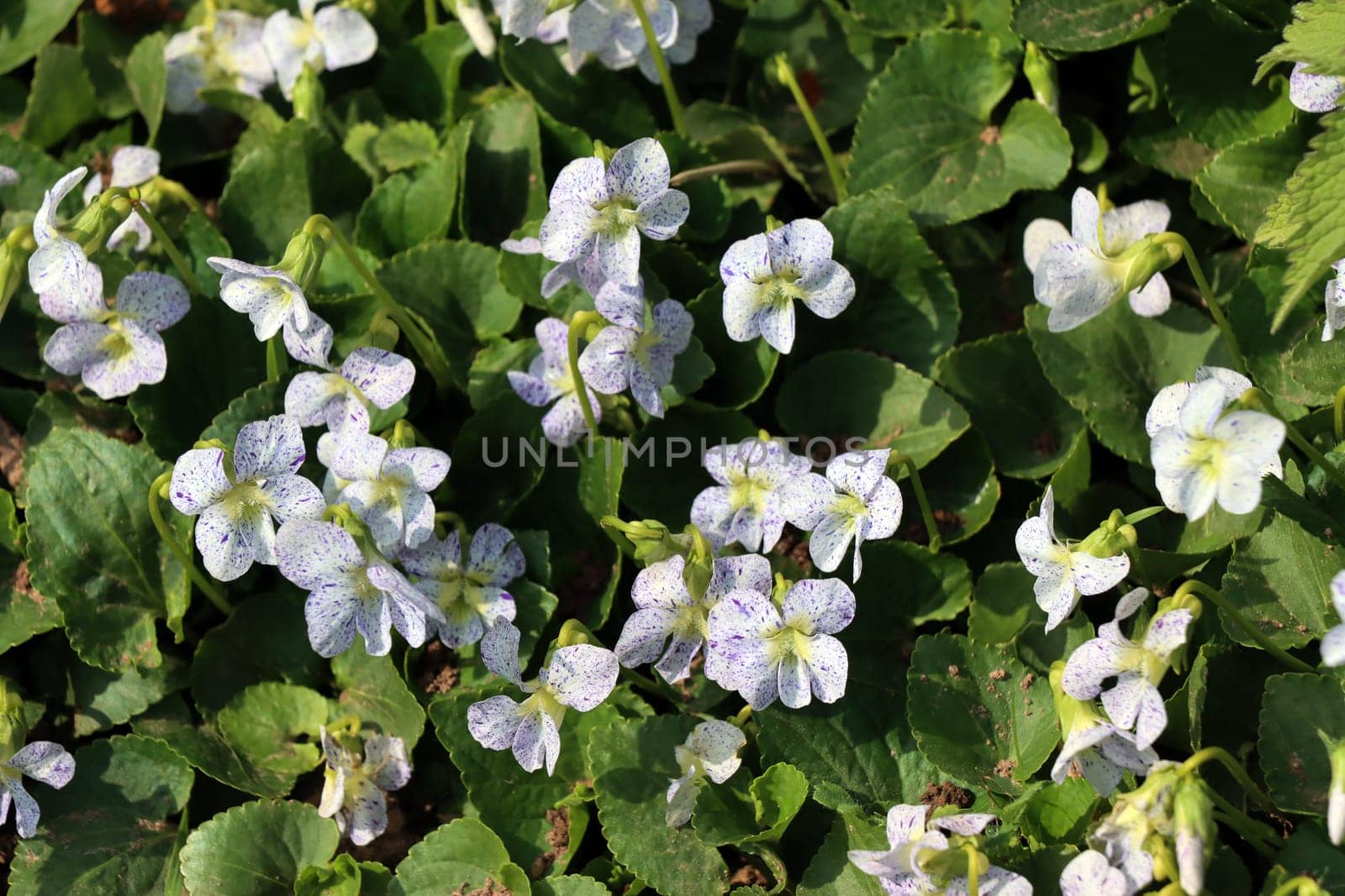 Pfingst-Veilchen, Pfingsveilchen (Viola sororia) Freckles