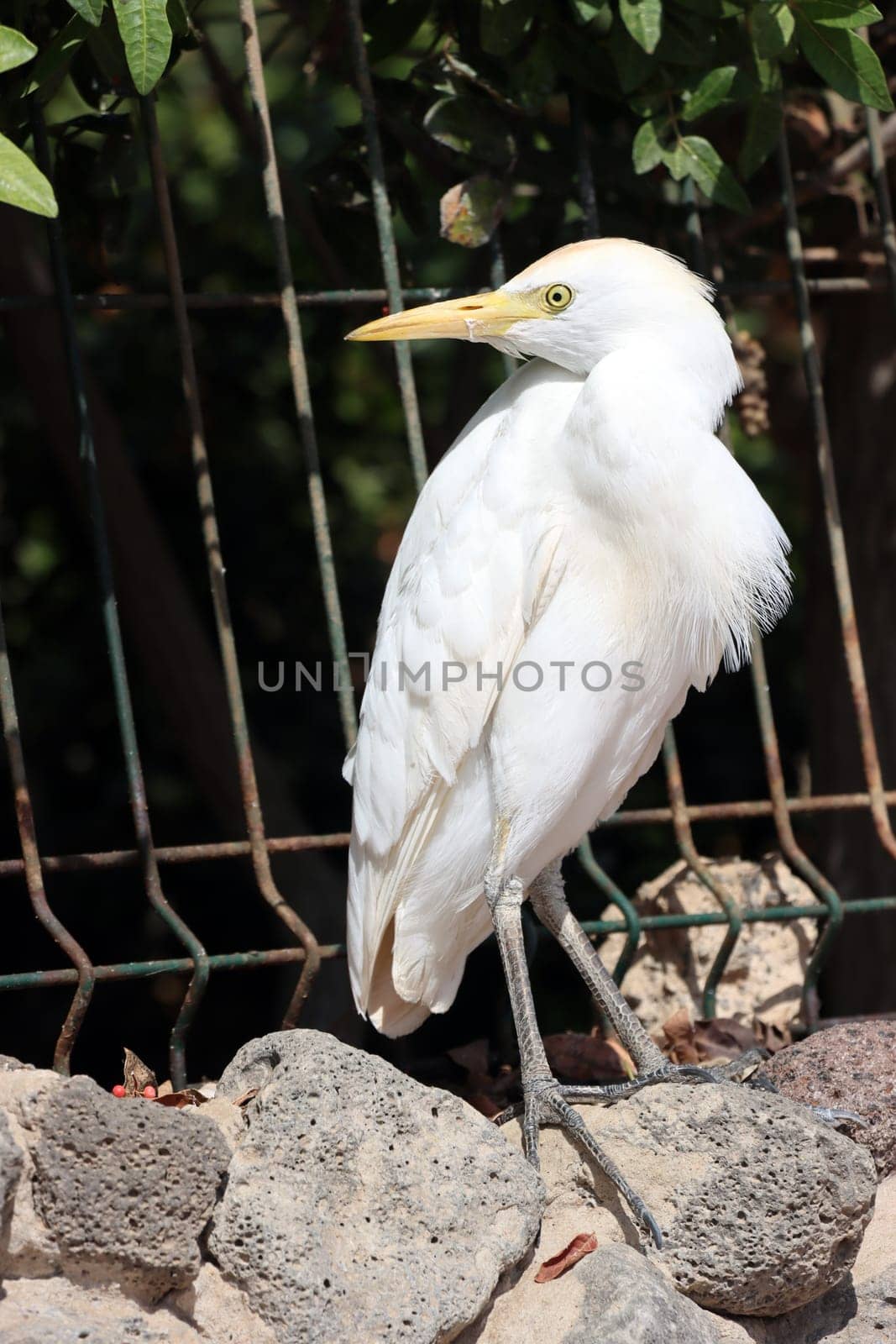 Kuhreiher (Bubulcus ibis), Fuerteventura, Spanien, Morro Jable