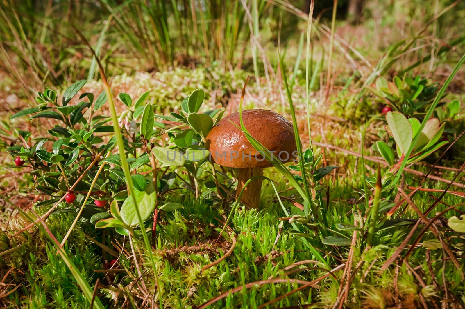 Autumn in the forest. Mushroom in the forest