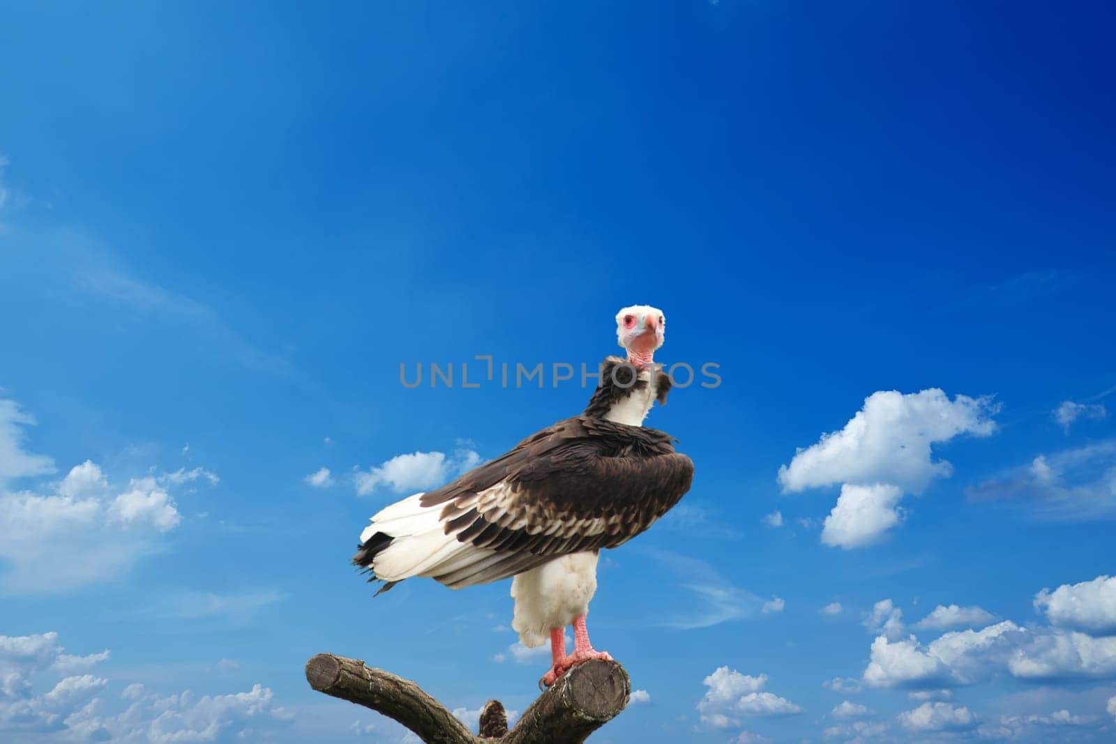 a beautiful woolly vulture on blue sky