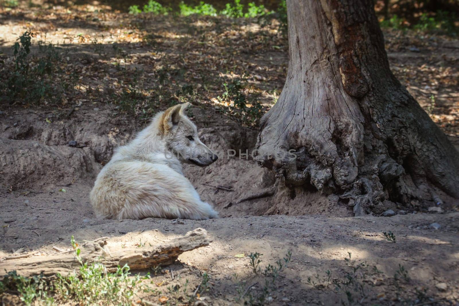 White wolf (Canis lupus arctos) resting by the tree.