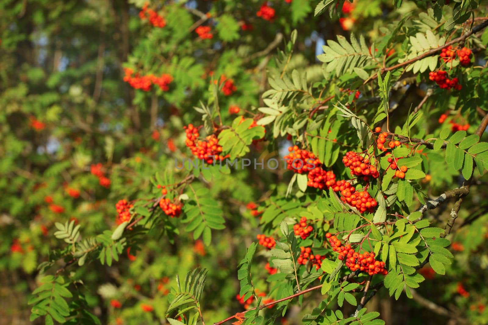 Mountain ash rowan (Sorbus aucuparia) berries between green leaves, lit by afternoon sun.