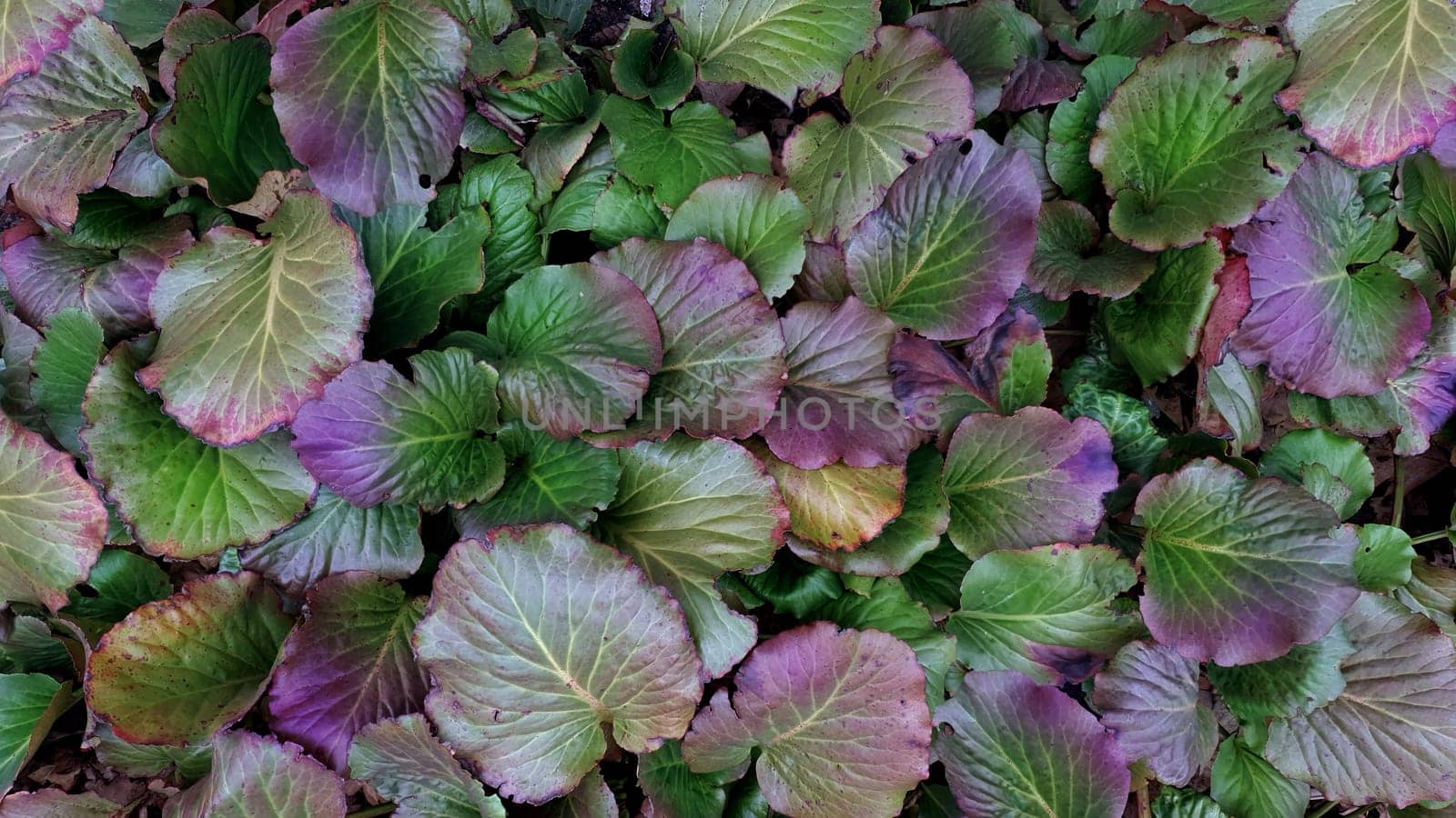 leaves of Spathiphyllum cannifolium, abstract green texture background