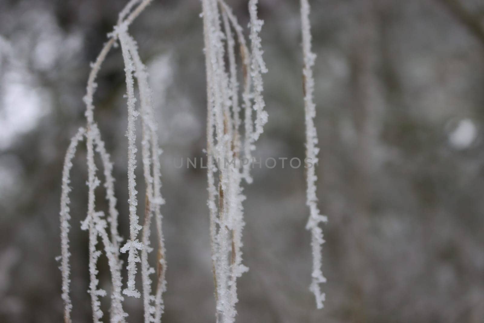 beautiful storm of cold and snow frost ice under zero ice