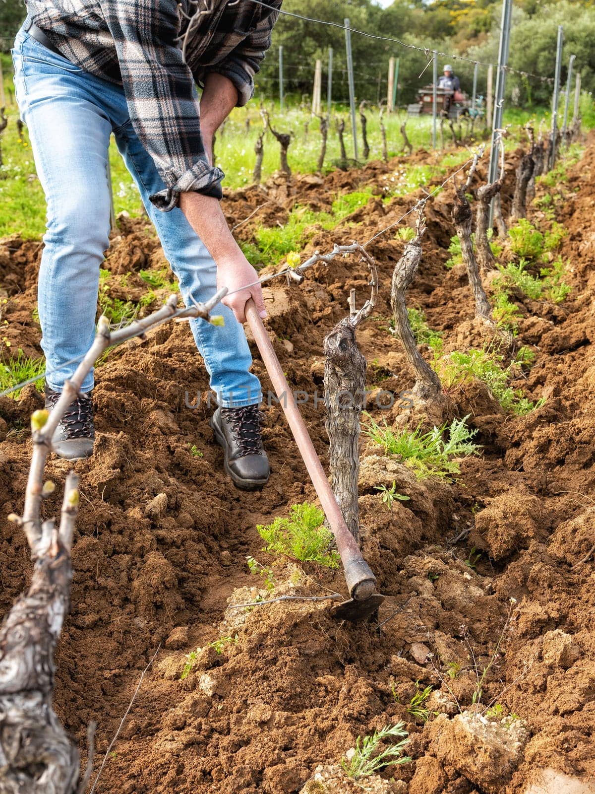 Farmer with the hoe frees the base of the plants of a vineyard from the earth and weeds after plowing with the tractor. Agricultural industry, winery.