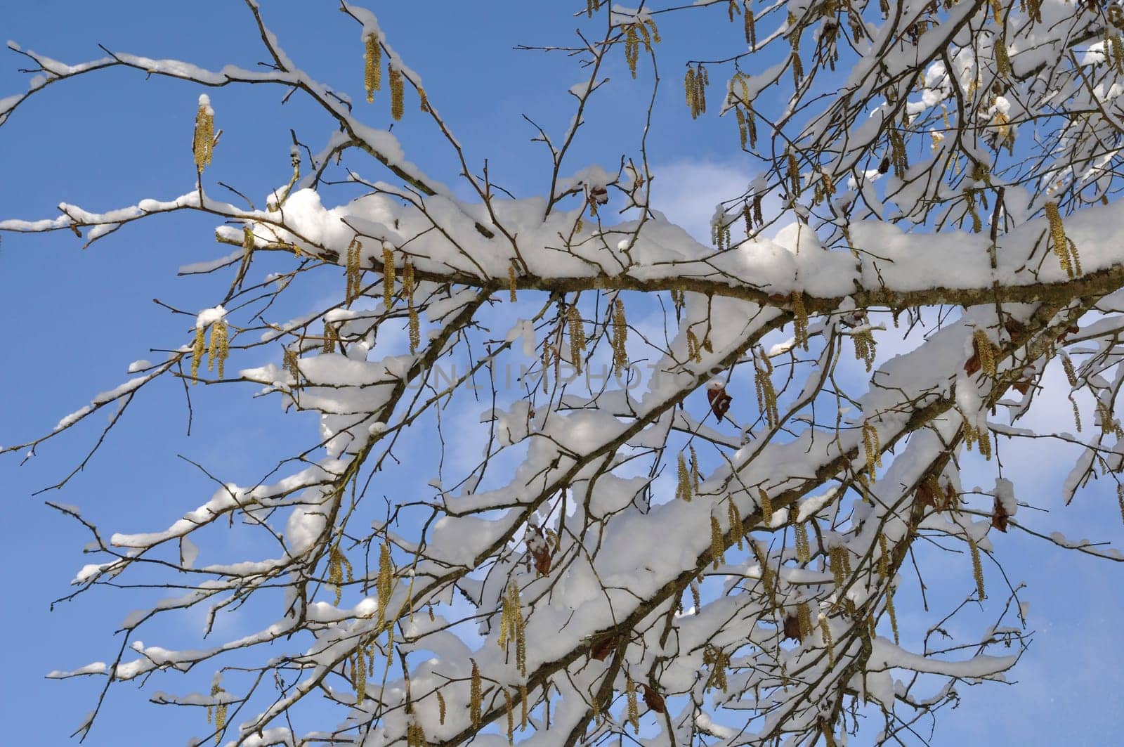 A branch covered in snow