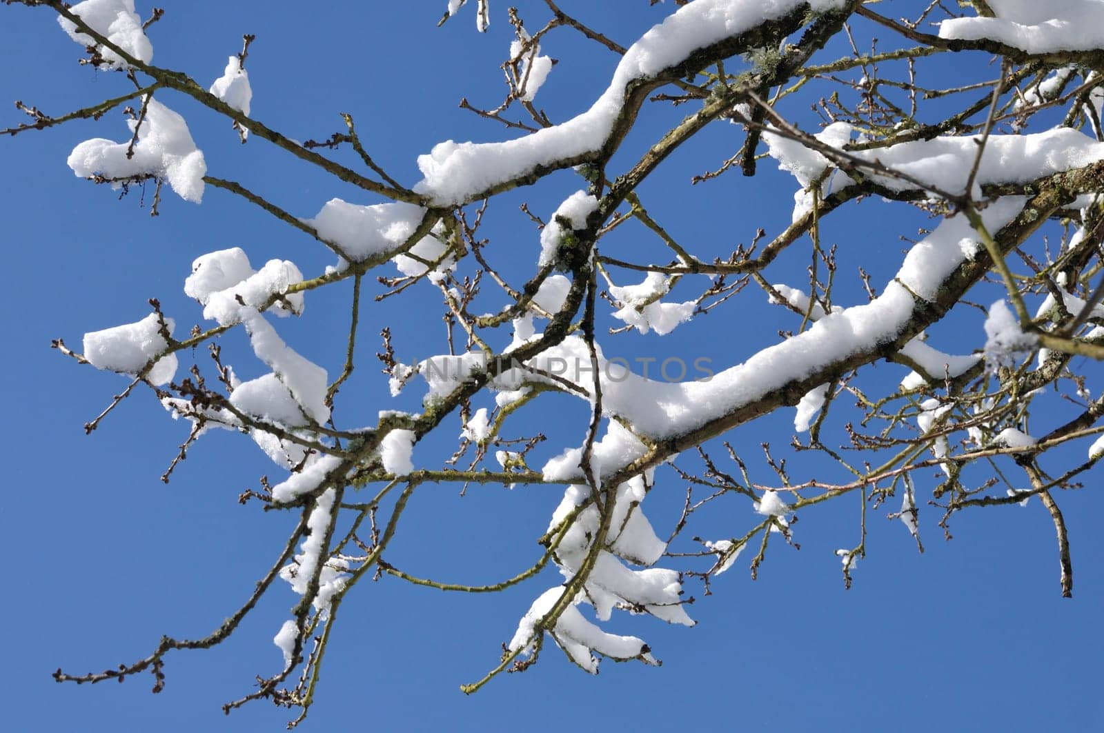 A branch covered in snow
