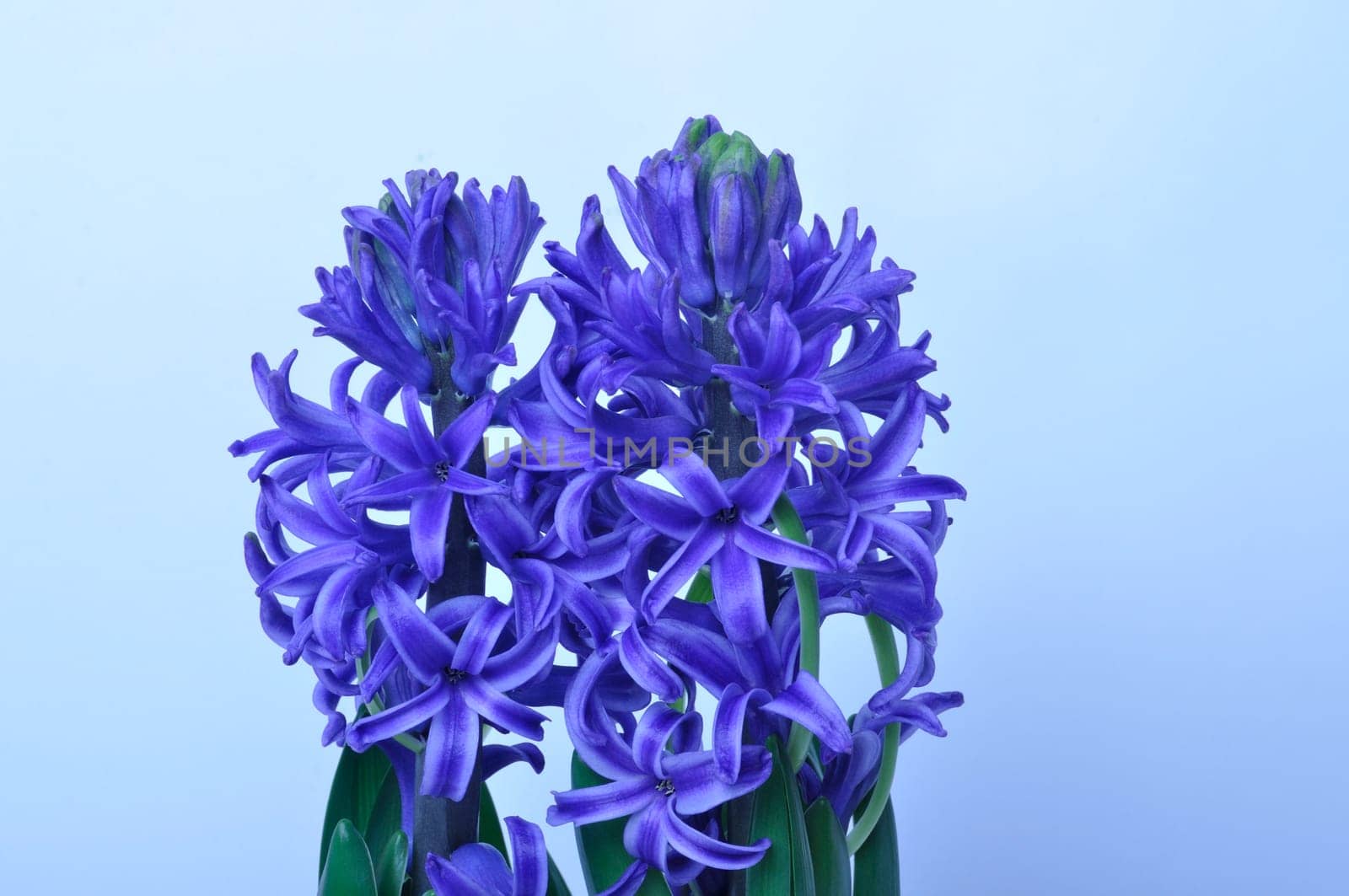 Studio shot of a hyacinth