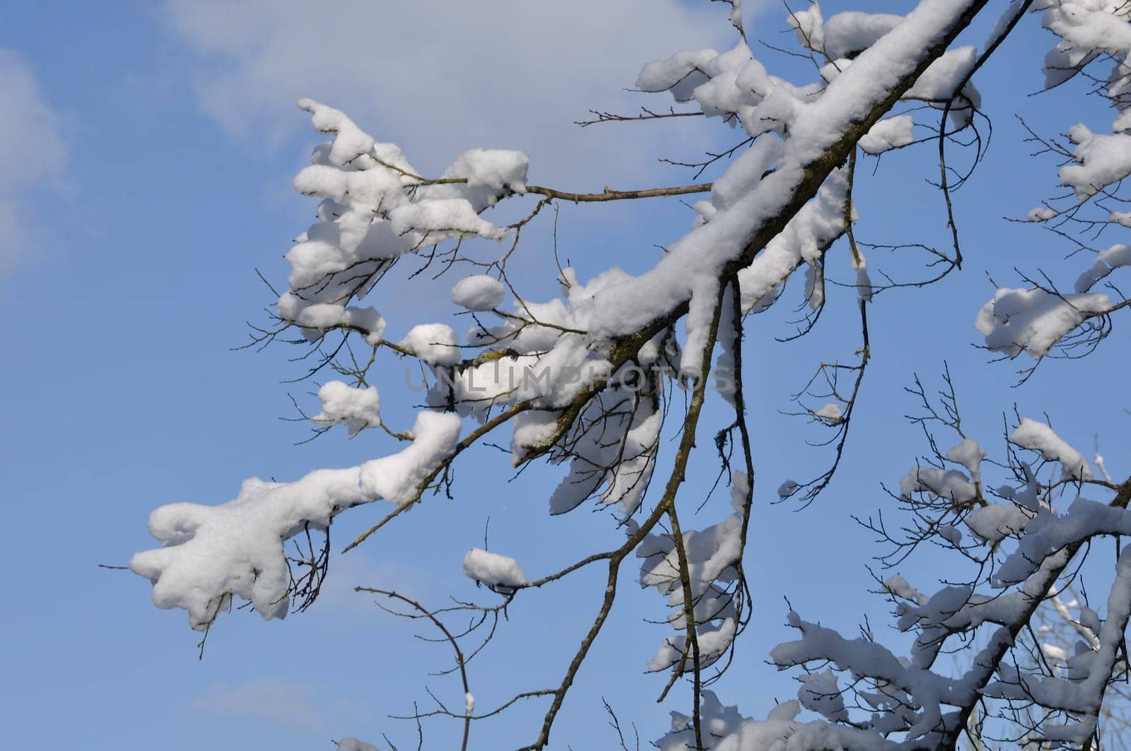 A branch covered in snow