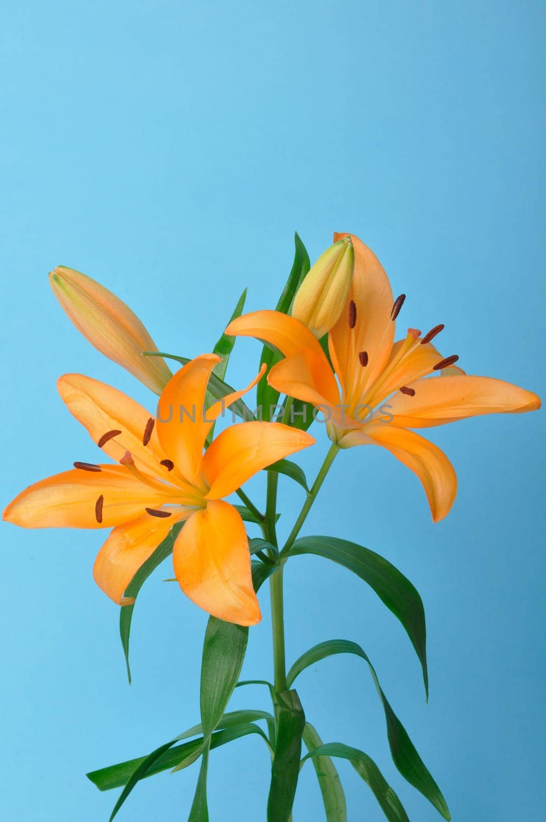 Studio shot of orange lily
