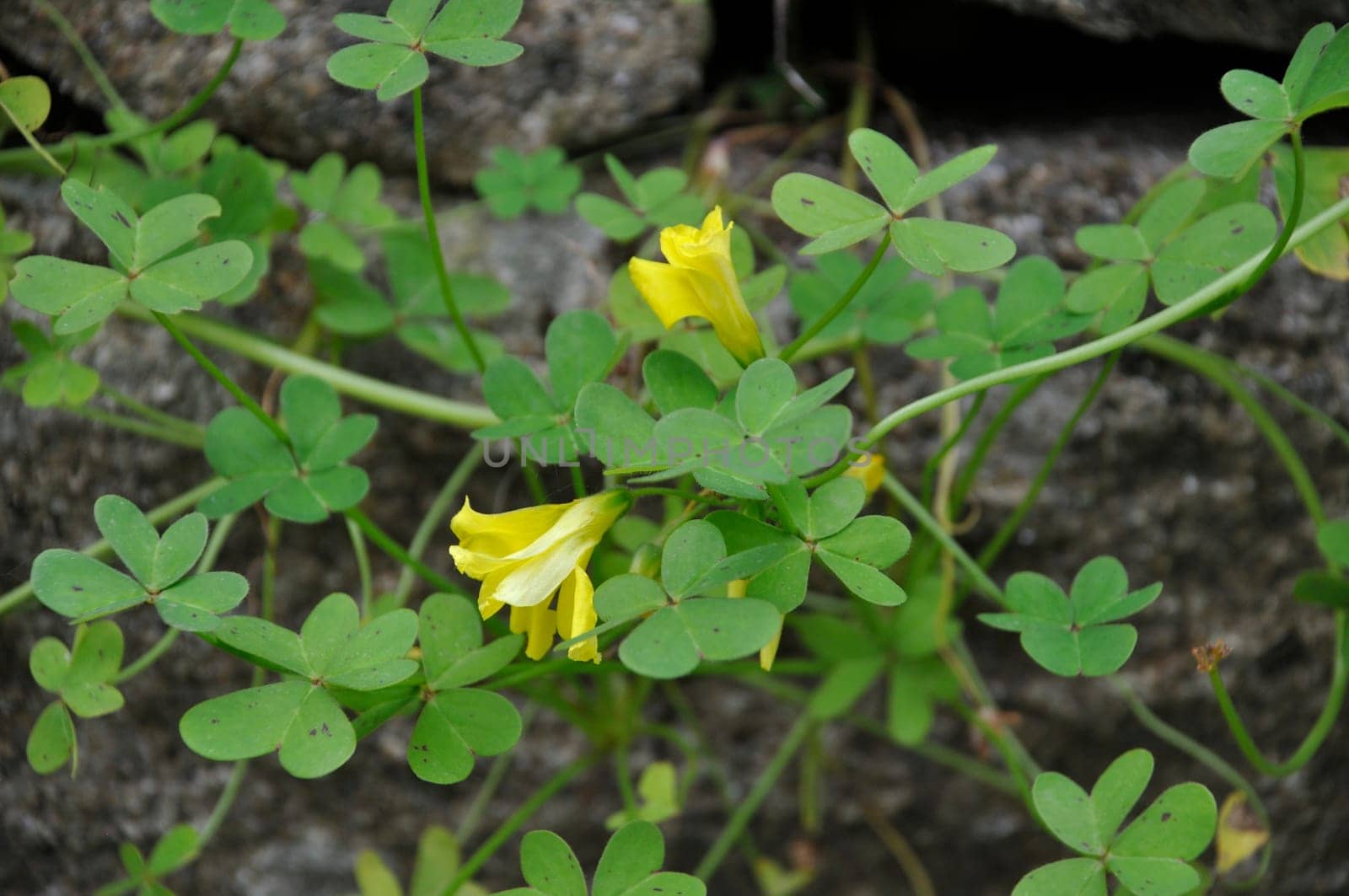 goat's foot oxalis in Portugal l