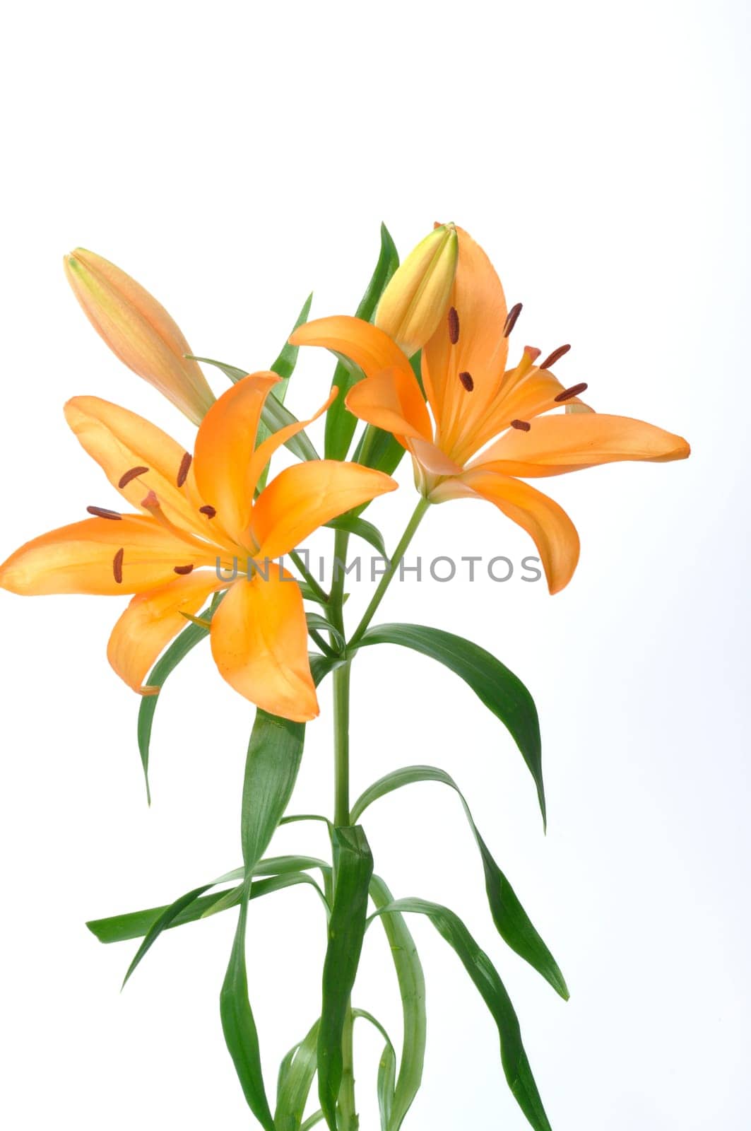 Studio shot of orange lily