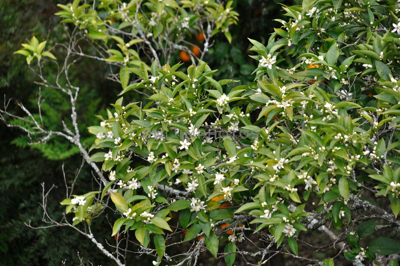 Orange tree near the Douro in Portugal