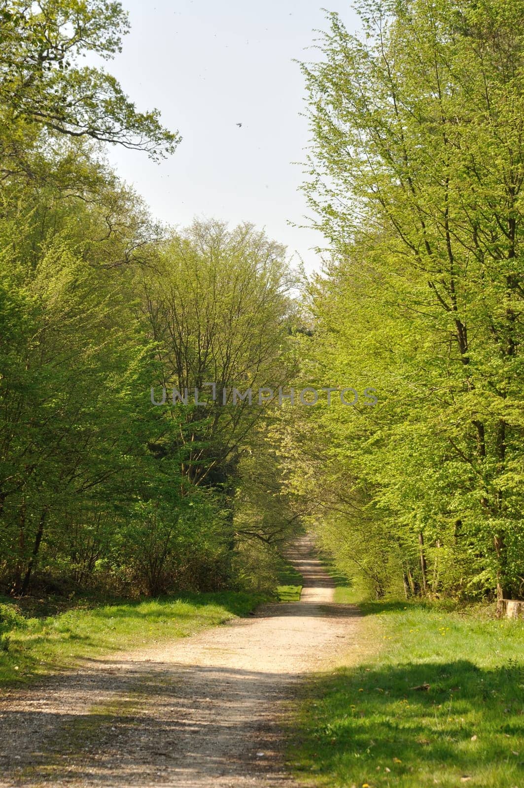 The Communal forest of Saint-Pierre-Les-Elbeuf