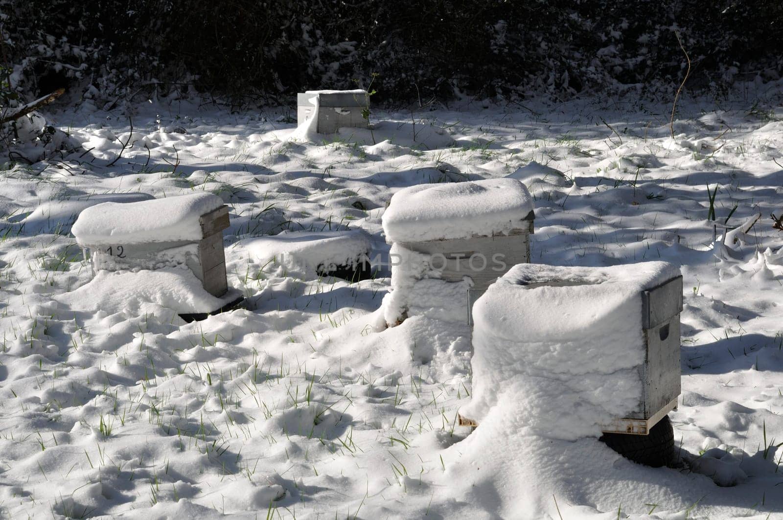 beehives in the snow in Brittany