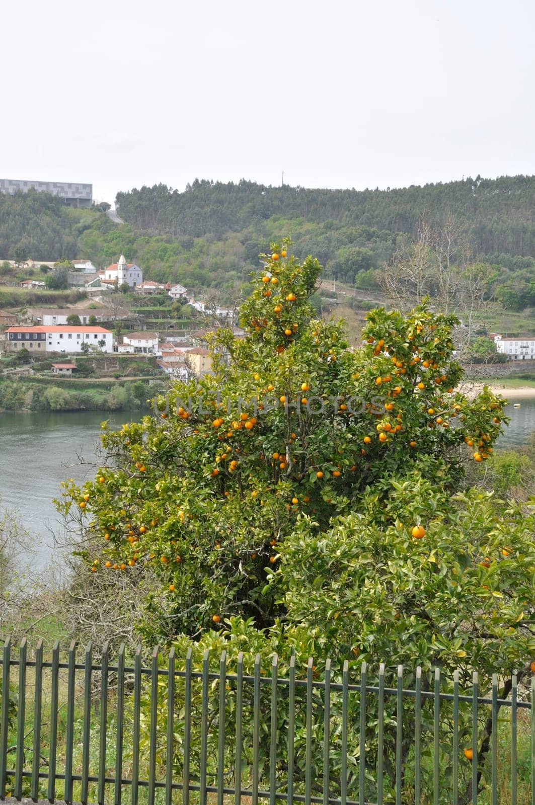 Orange tree near the Douro in Portugal