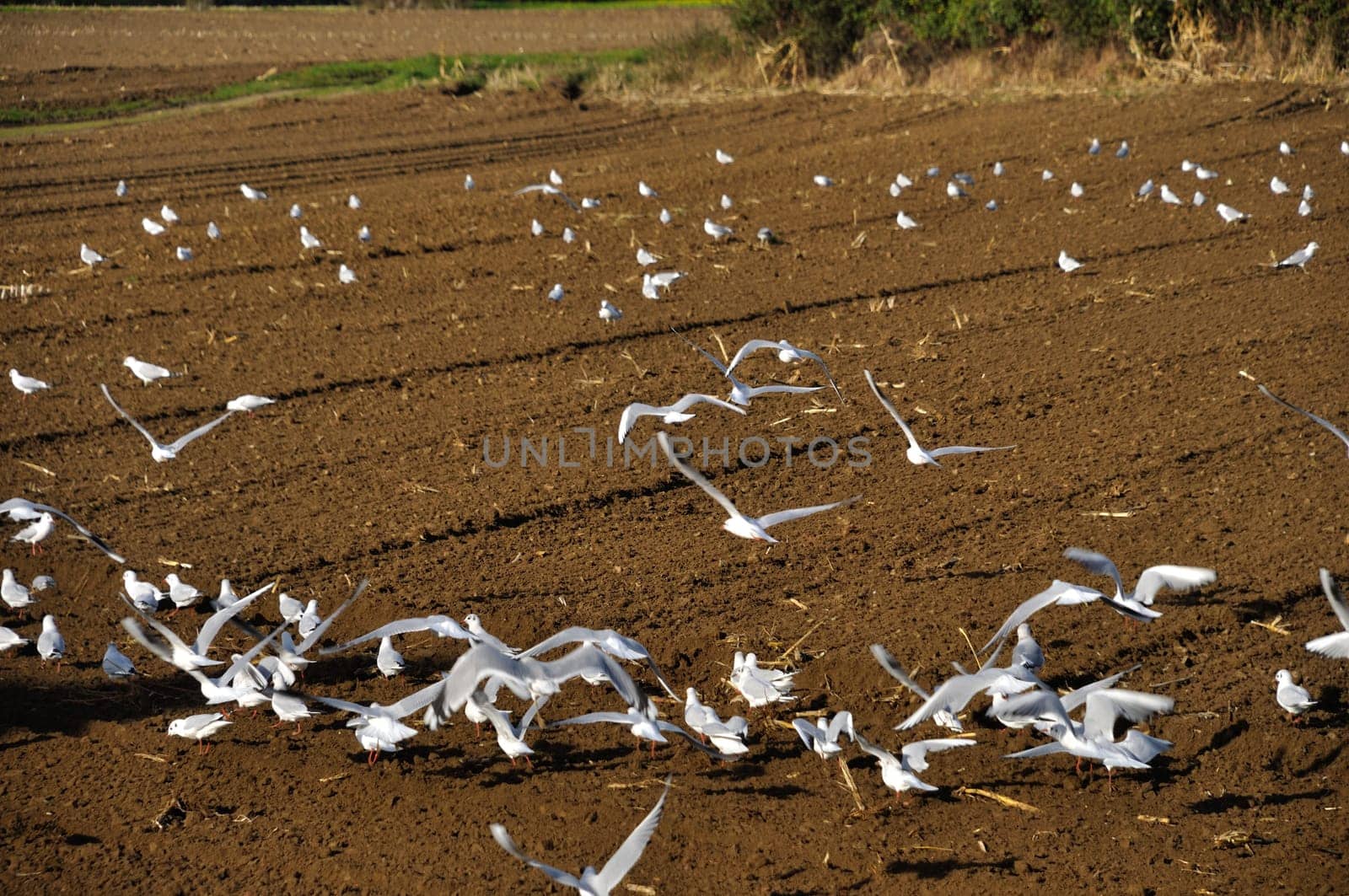 Seagull in a plowed field
