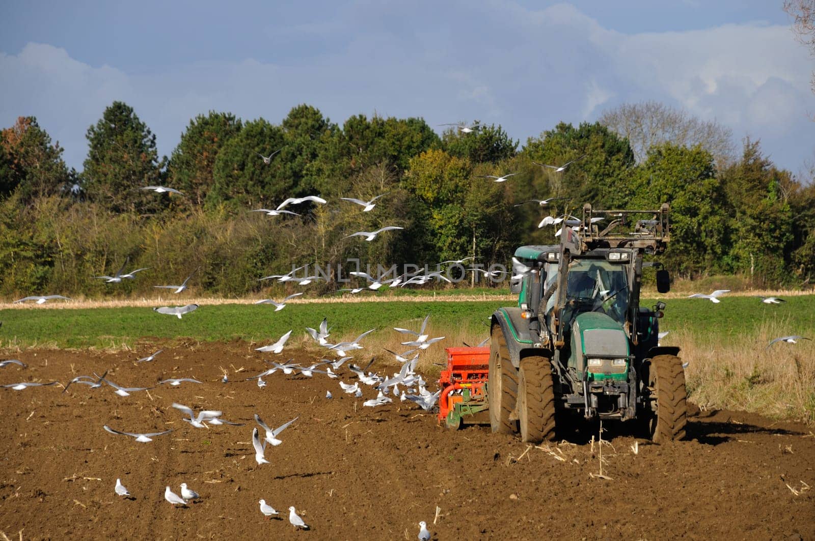 Plow tractor surrounded by seagulls