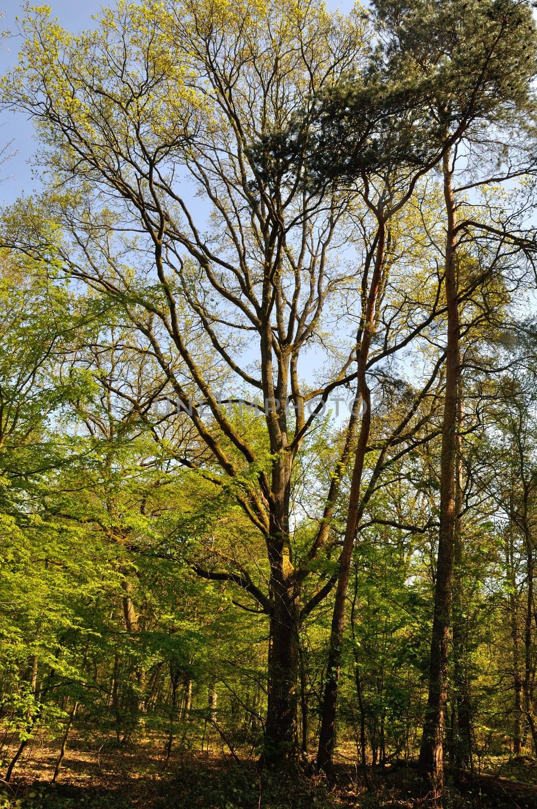 The Communal forest of Saint-Pierre-Les-Elbeuf