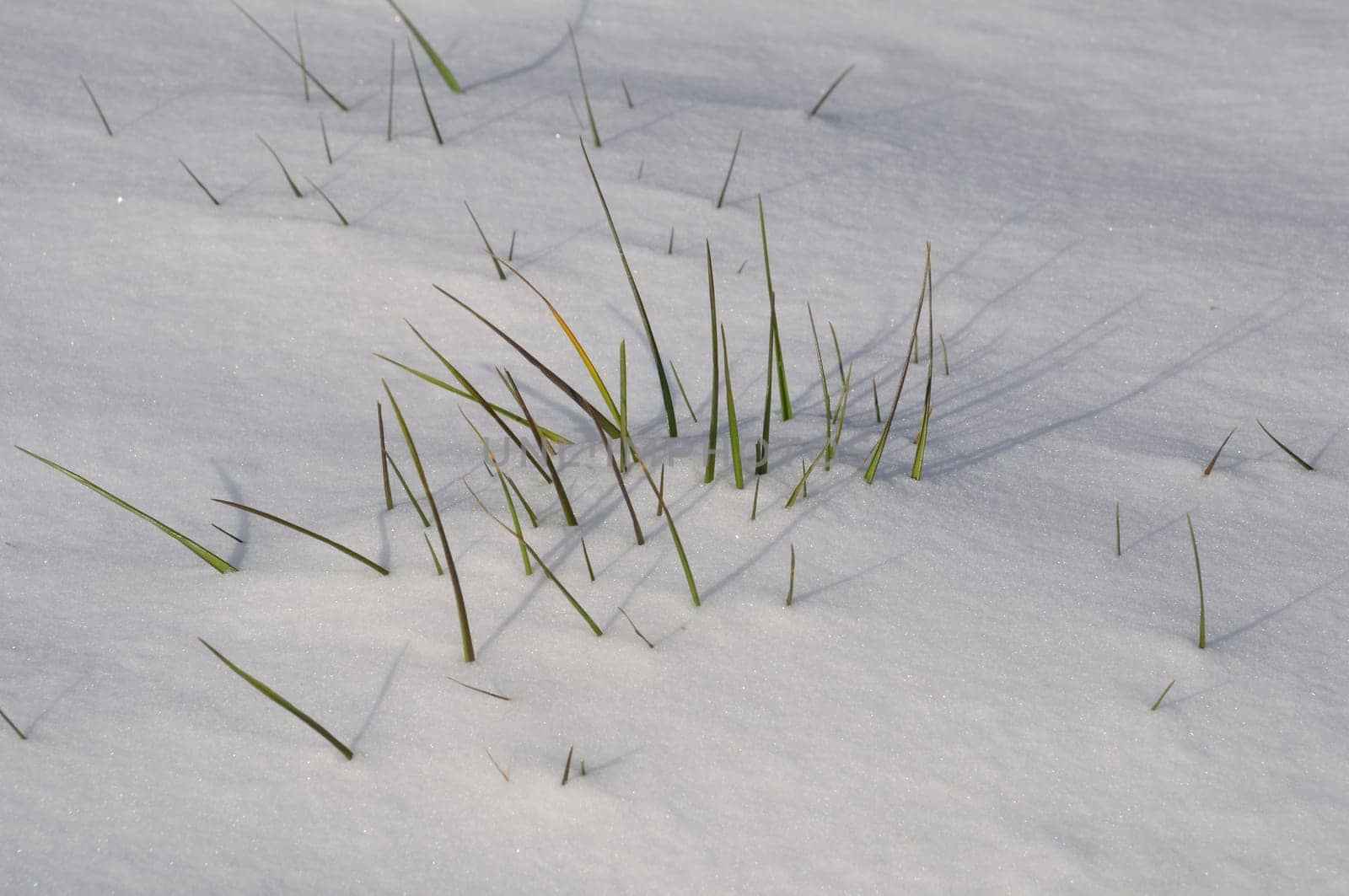 Blade of grass in the snow