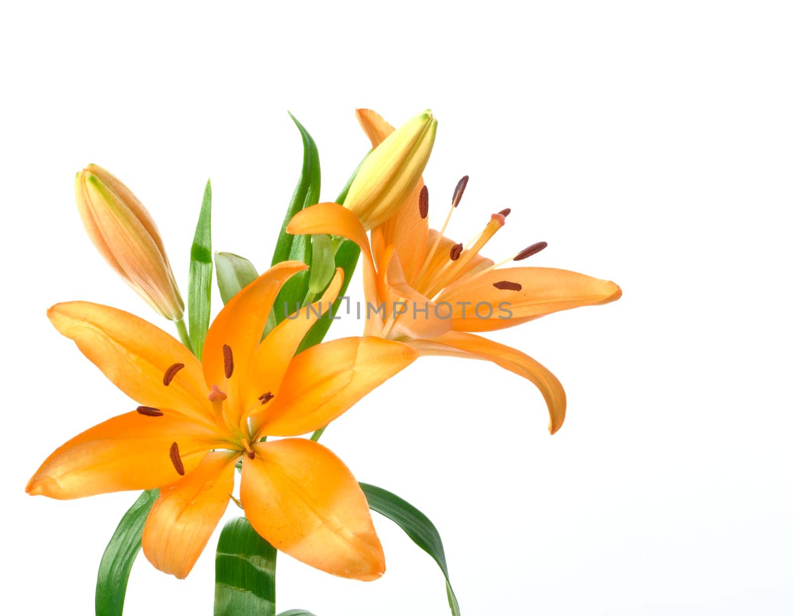 Studio shot of orange lily