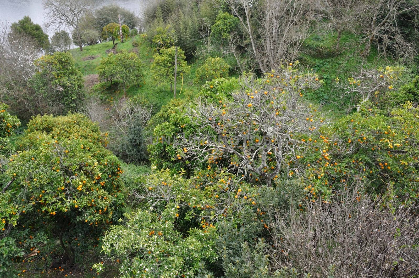 Orange tree near the Douro in Portugal