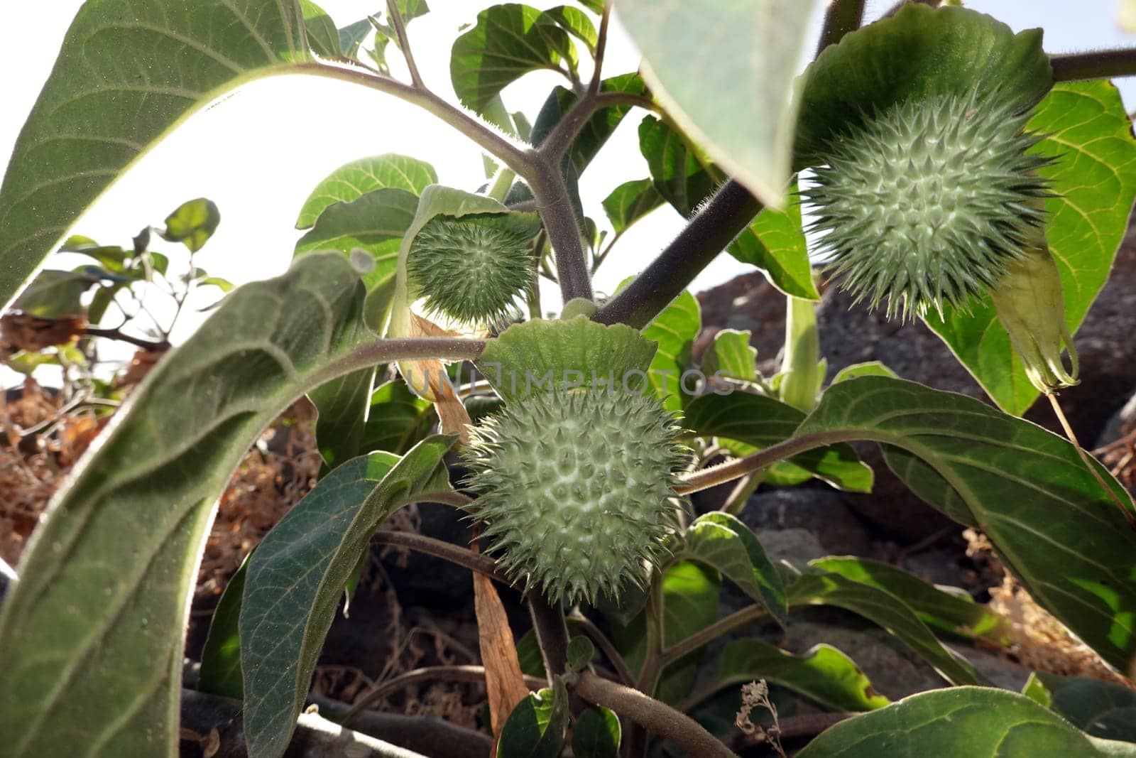 Gemeiner Stechapfel, Weißer Stechapfel (Datura stramonium) - Samenkapsel, Fuerteventure, Spanien, Morro Jable