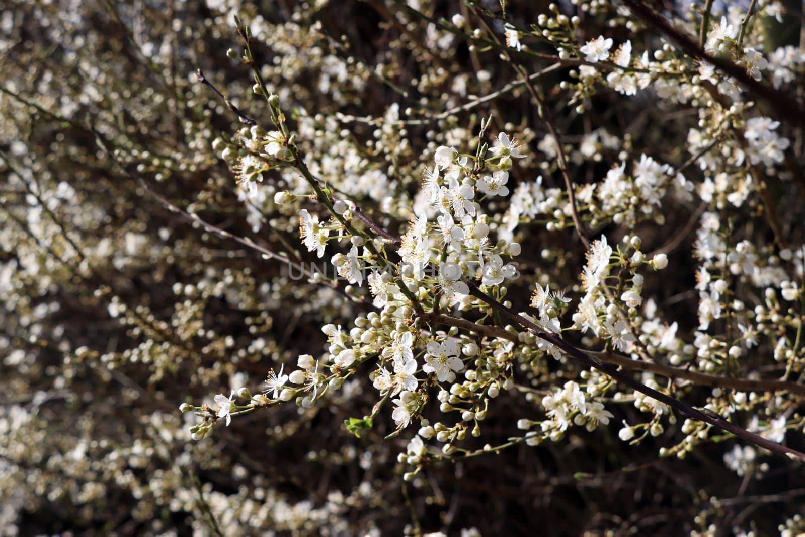 Schlehe, Schwarzdorn (Prunus spinosa) - blühender Strauch