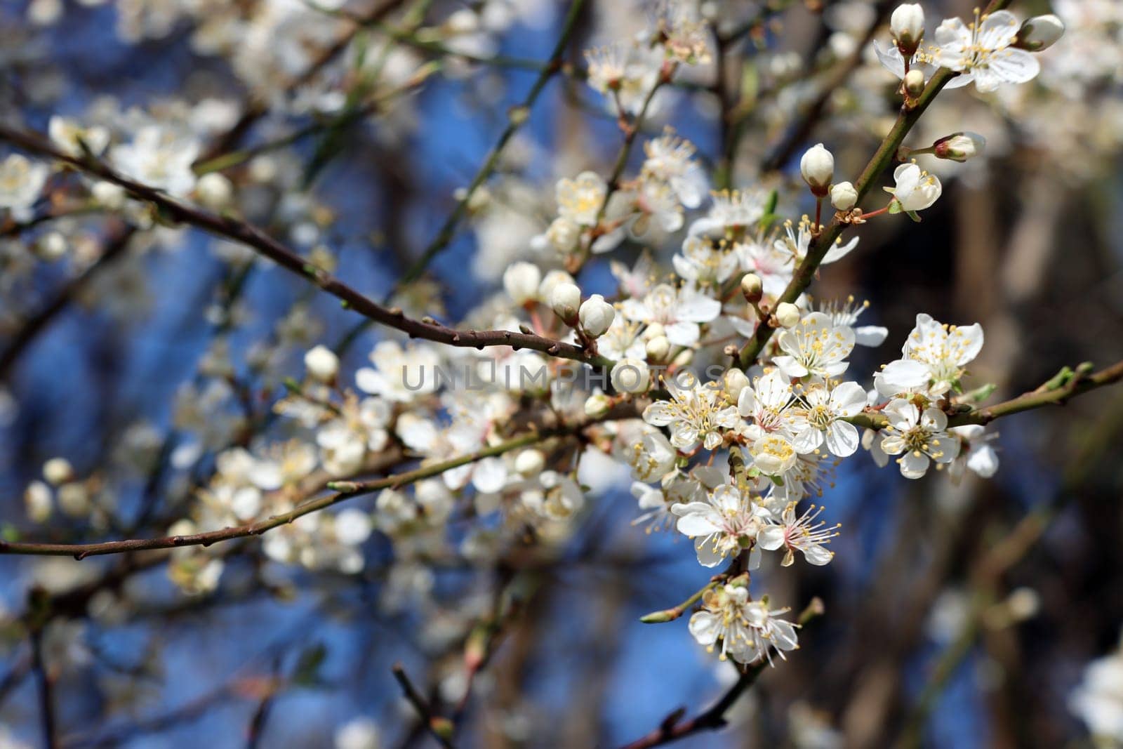 Schlehe, Schwarzdorn (Prunus spinosa) - blühender Strauch