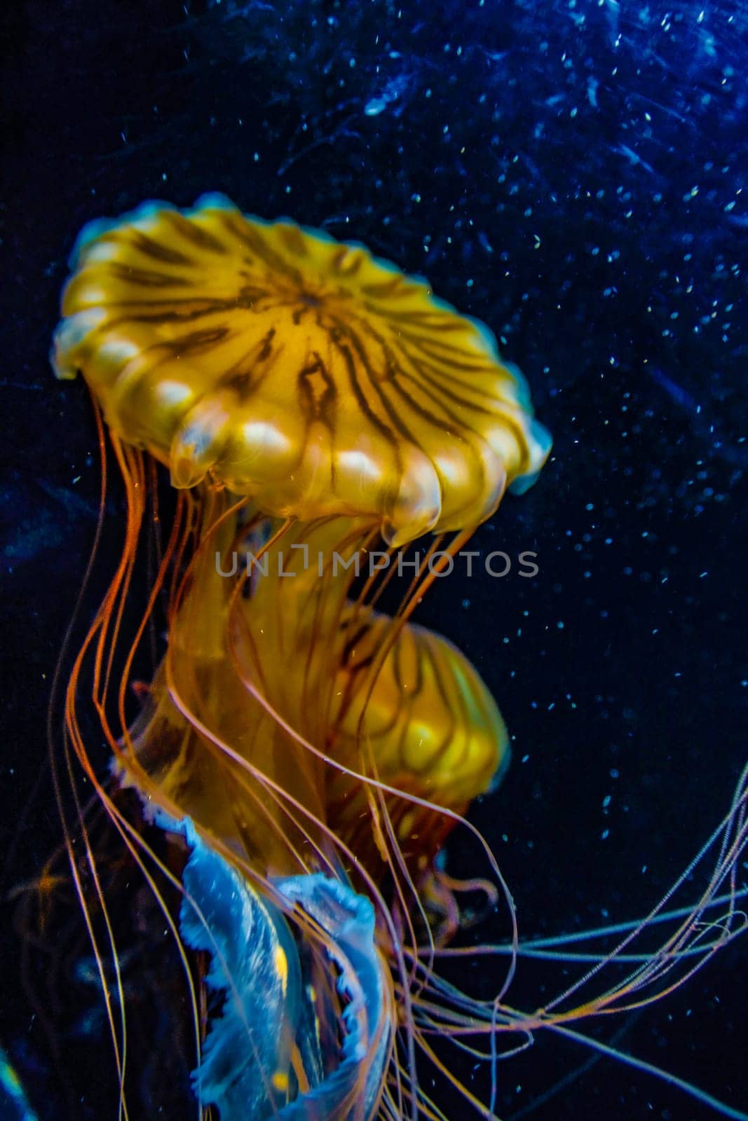 Image of jellyfish (poison jellyfish). Shooting Location: Yokohama-city kanagawa prefecture
