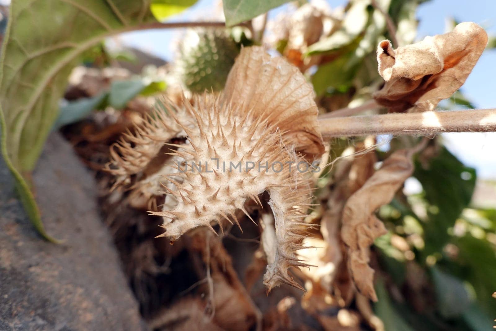 Gemeiner Stechapfel, Weißer Stechapfel (Datura stramonium) - Samenkapsel, Fuerteventure, Spanien, Morro Jable