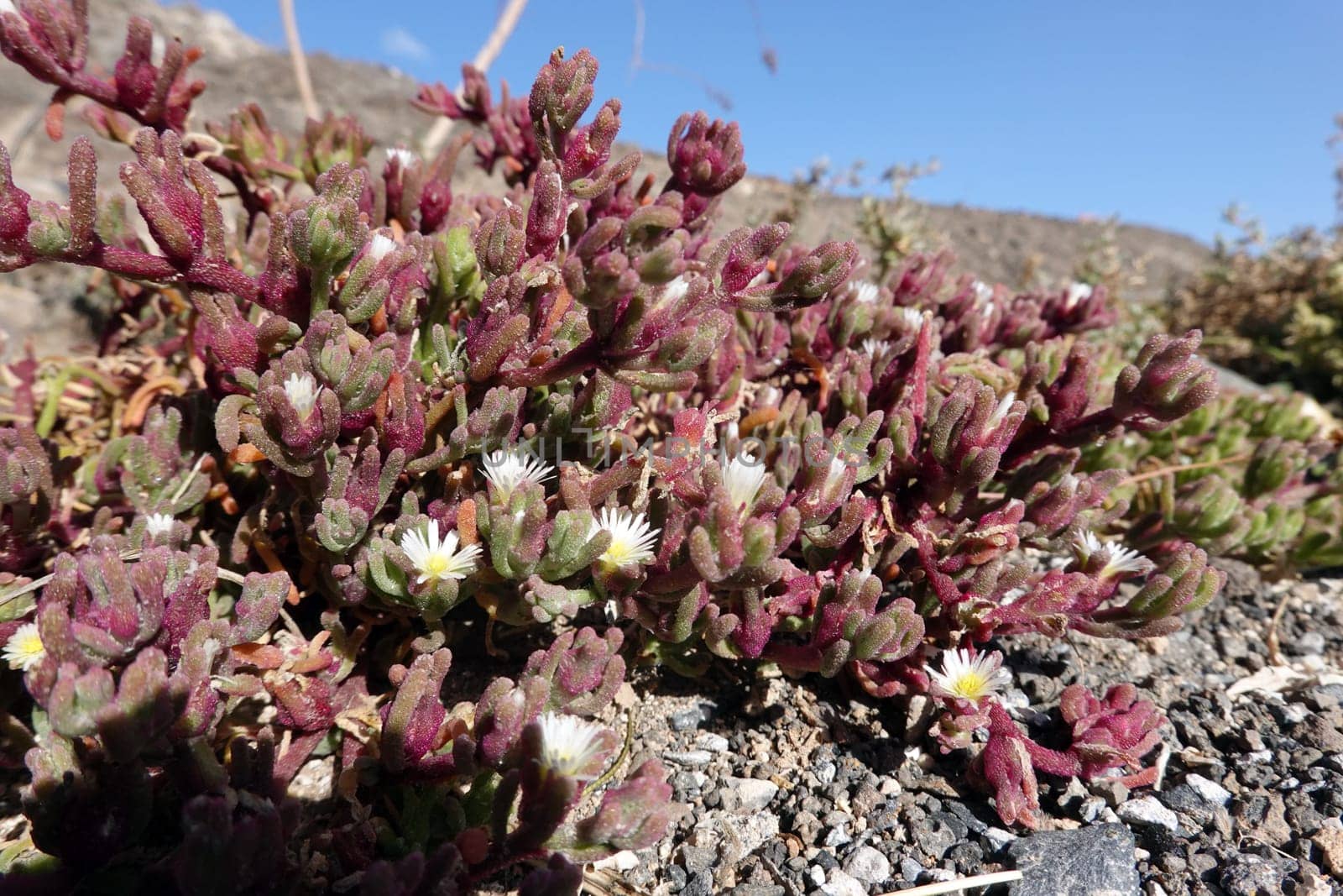 Salzpflanze Mesembryanthemum nodiflorum - blühende Pflanze, Fuerteventura, Spanien, Morro Jable