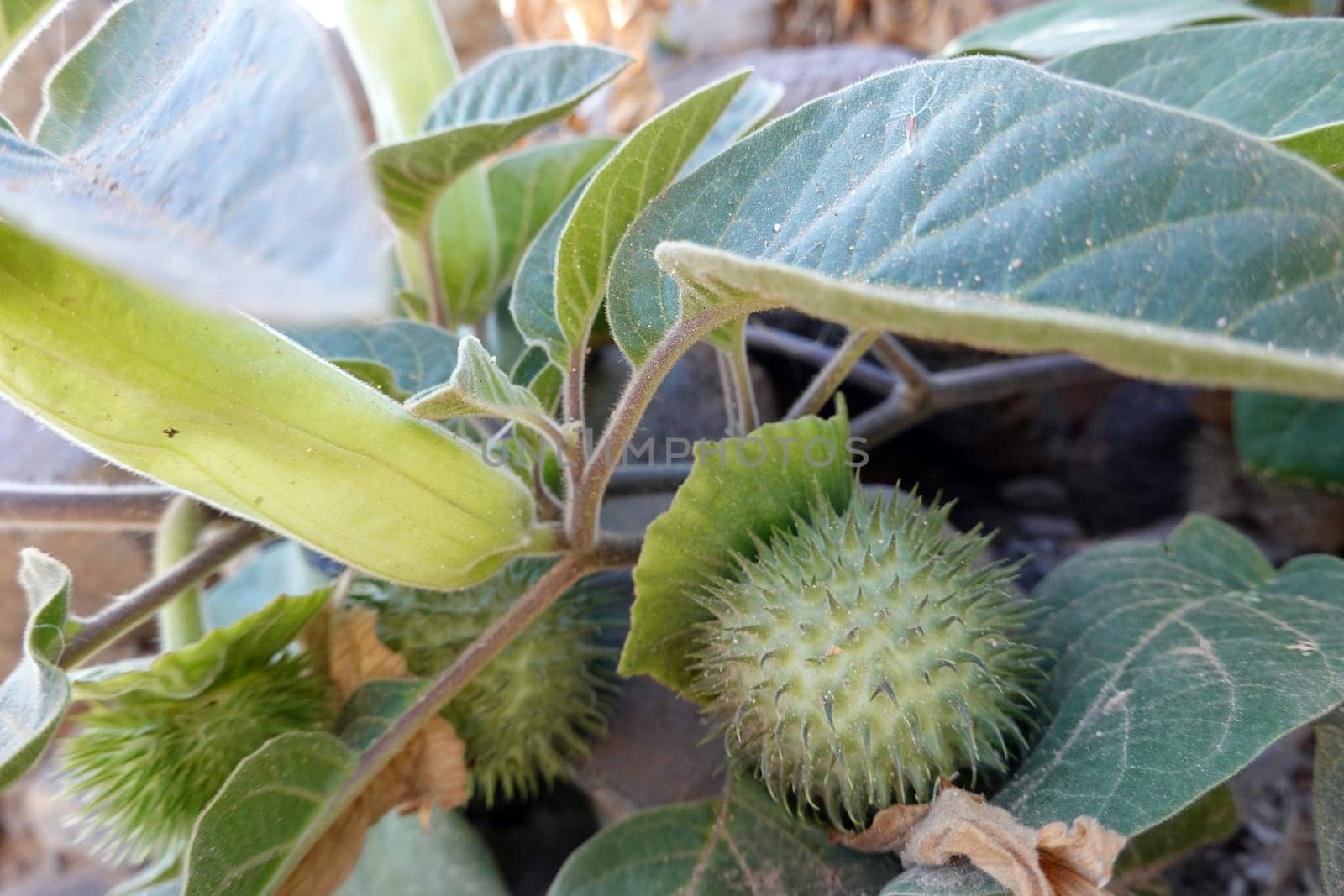 Gemeiner Stechapfel, Weißer Stechapfel (Datura stramonium) - Samenkapsel, Fuerteventure, Spanien, Morro Jable